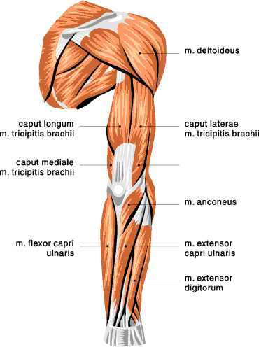 Muscle Diagram Skeletal Muscles Changing Shape
