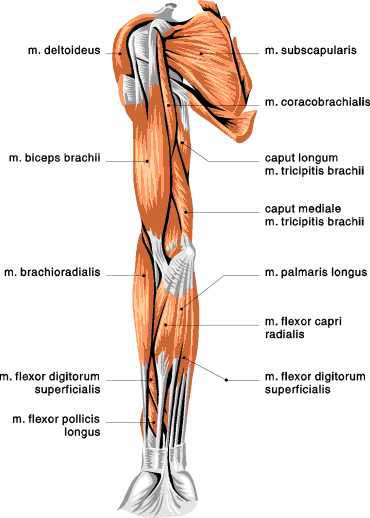 Muscle Diagram Skeletal Muscles